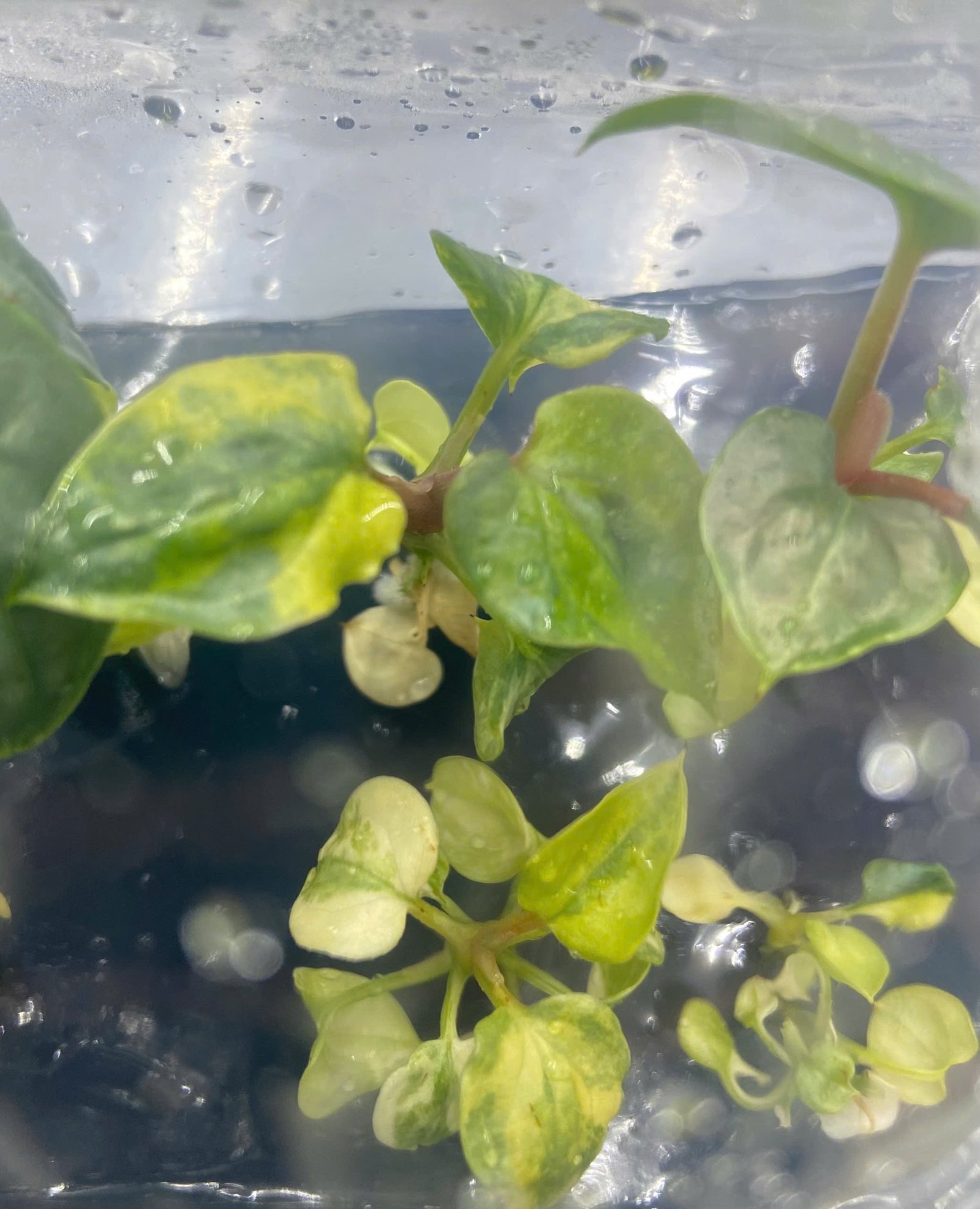 Plant Tissue Culture Company in Vietnam 1786164062321 1935848726166597309 8817874271583734847 1b69e4814f6da280732b901e5012446e