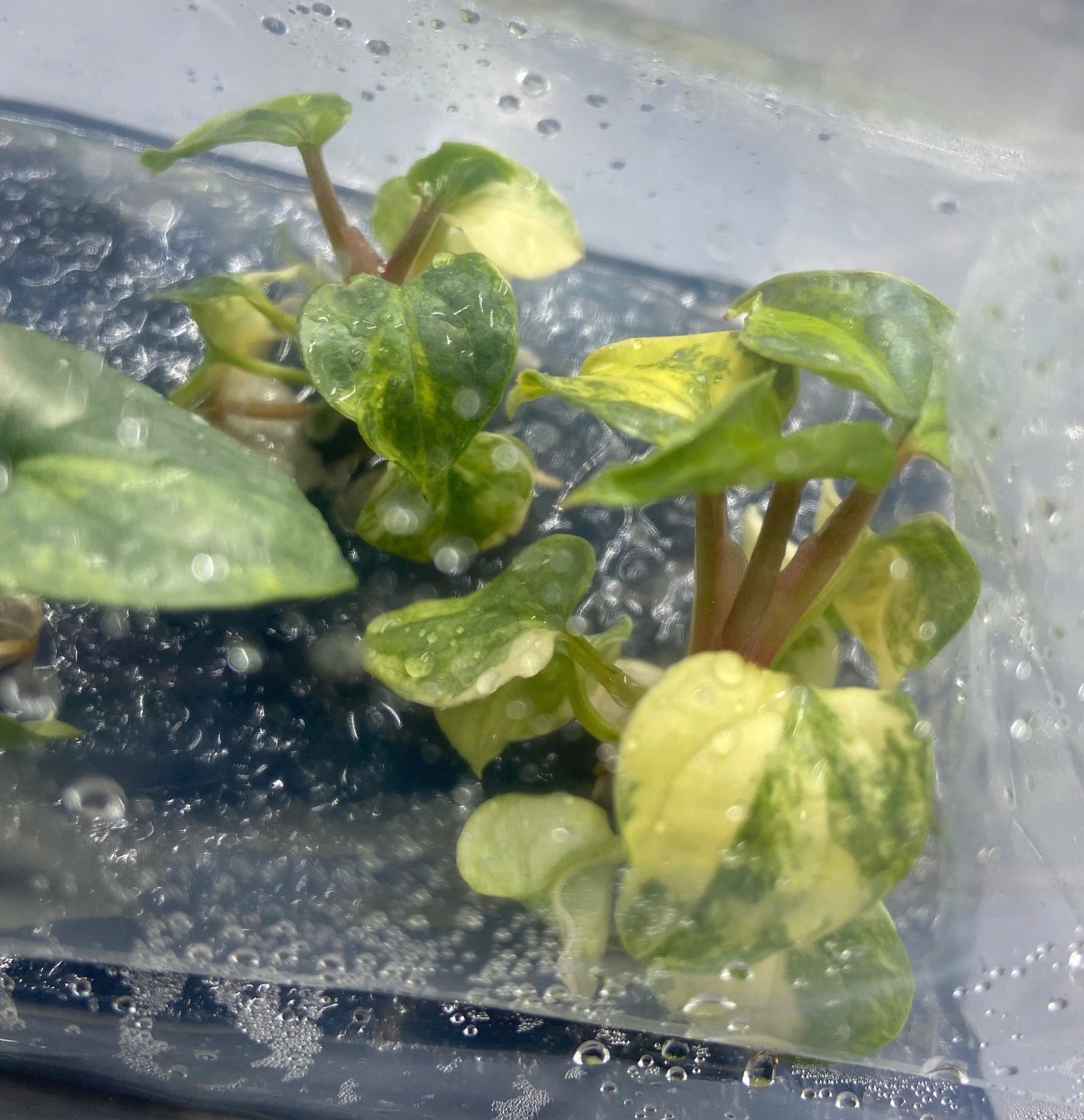 Variegated tissue culture plantlets growing in a culture vessel