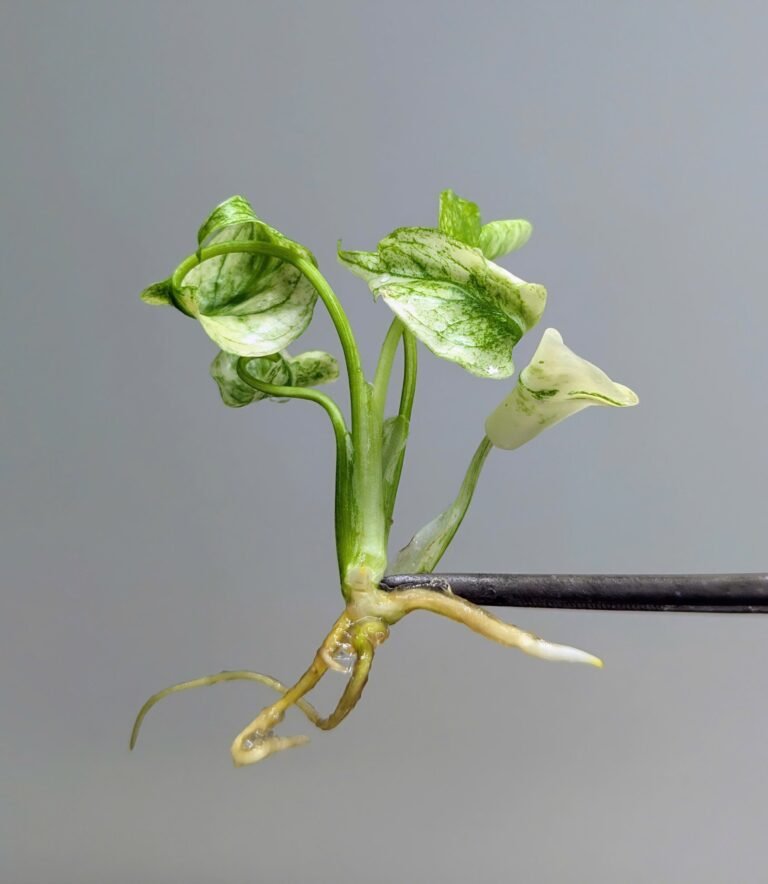 Beworteld bont jong plantje, klaar voor acclimatisatie