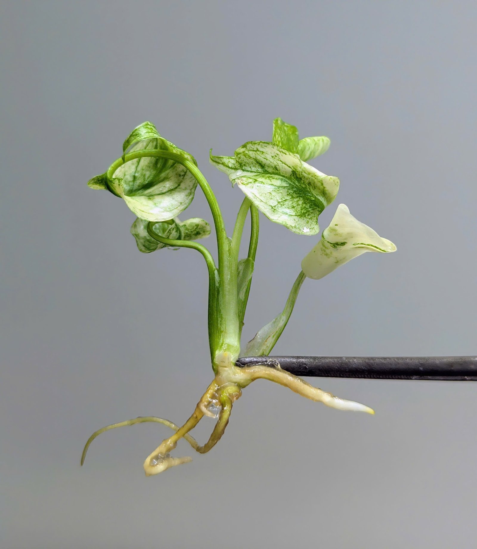 Rooted variegated young plantlet ready for acclimatization