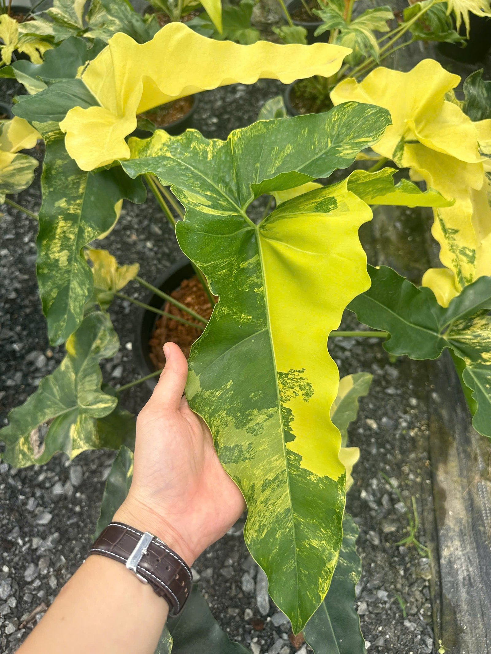 Anthurium Luxurians Variegata